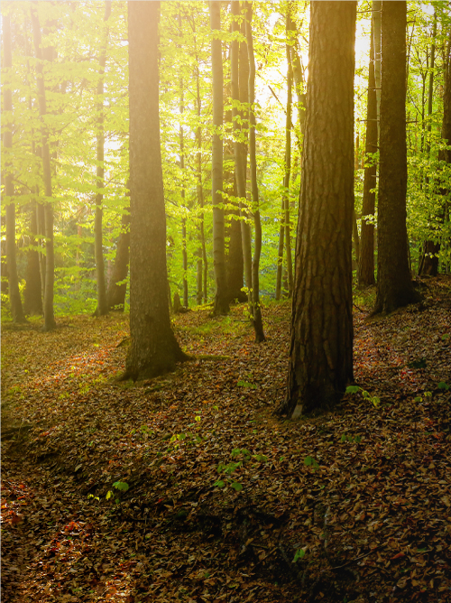 Favorita Fruit Company bosque