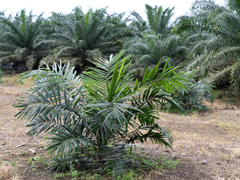 Líderes en palma y banano