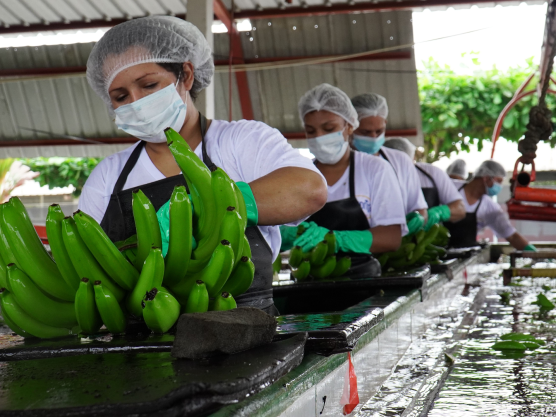 Reybanpac excelencia